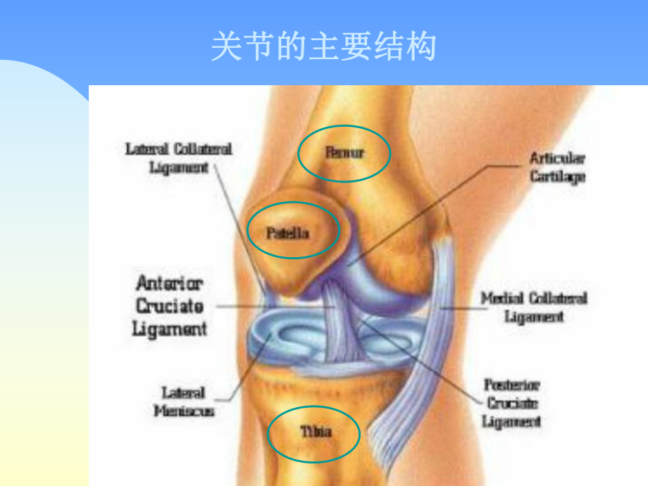 常见膝痛诊断课件.pptx_第3页