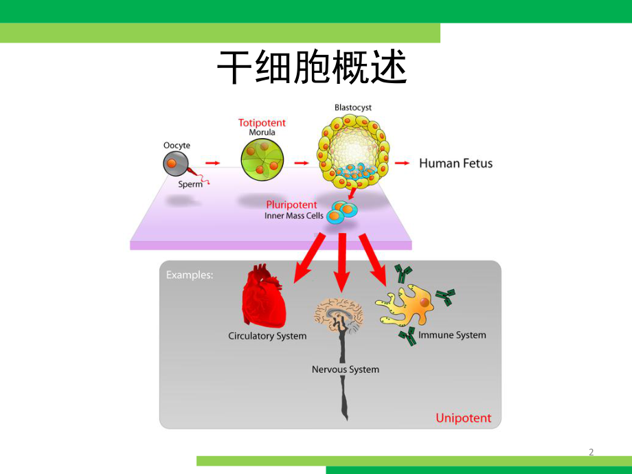 干细胞概述与胚胎干细胞课件.ppt_第2页