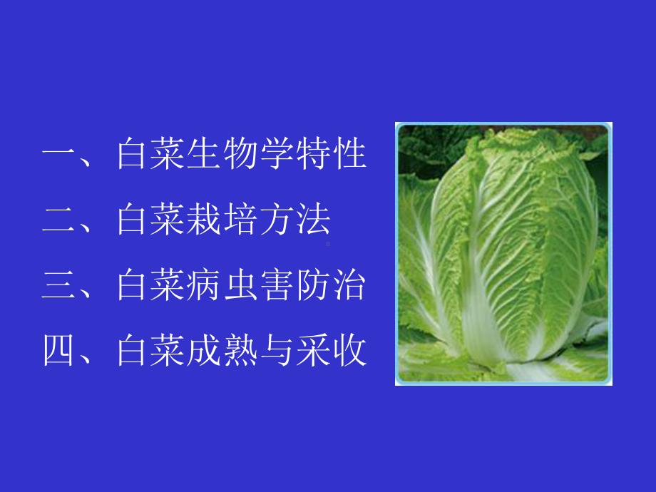 大白菜无公害栽培(教学课件).ppt_第3页