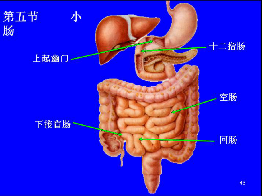 外科护理学18.肠梗阻80页课件.ppt_第2页