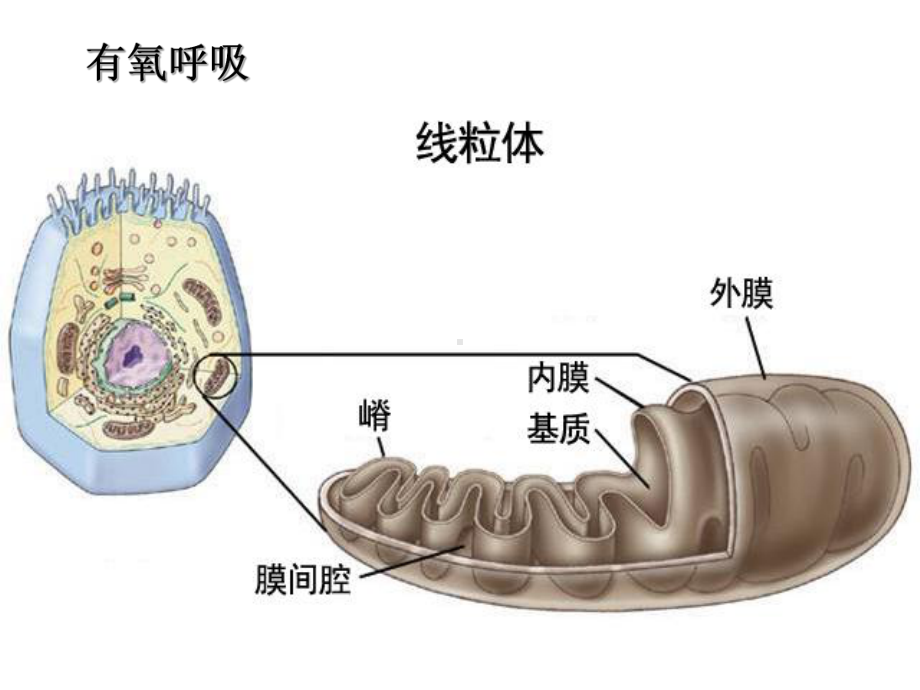 少量线粒体基质丙酮酸课件.ppt_第3页