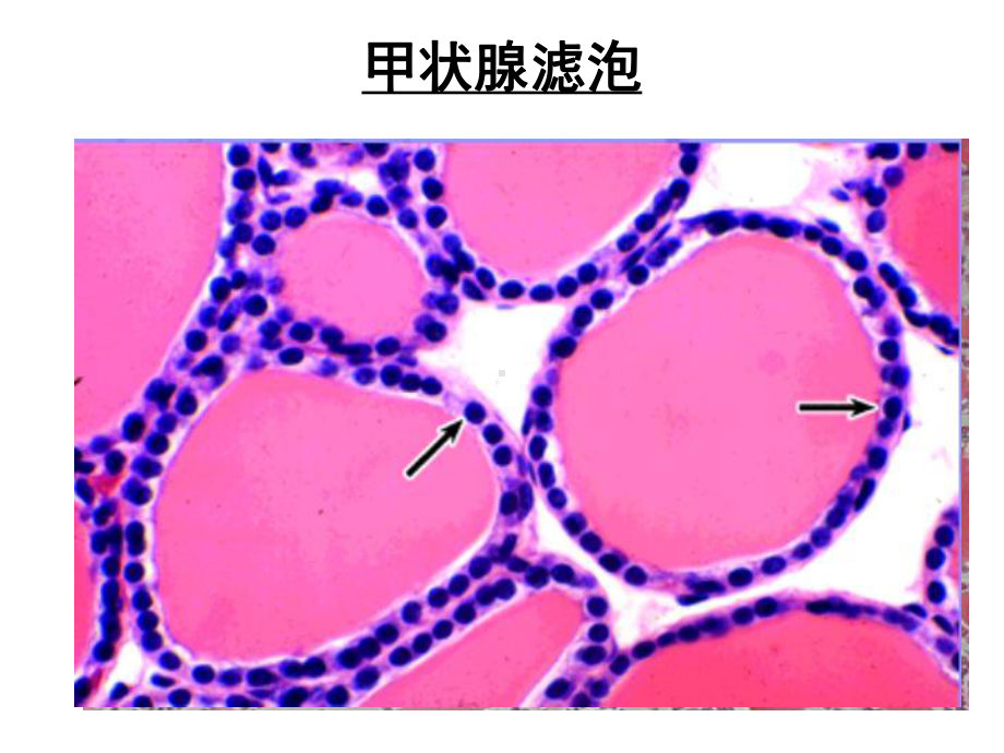 实验6-内分泌系统和眼球-组织学与胚胎学实验课件.ppt_第3页