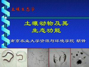 土壤生态学土壤动物及其生态功能课件.ppt