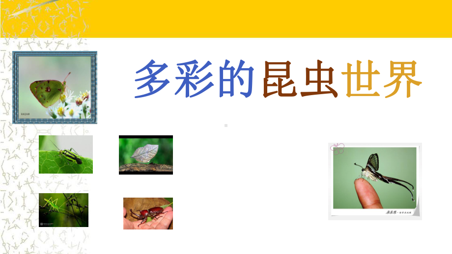 多彩的昆虫世界PPT精品课程课件全册课件汇总.ppt_第1页