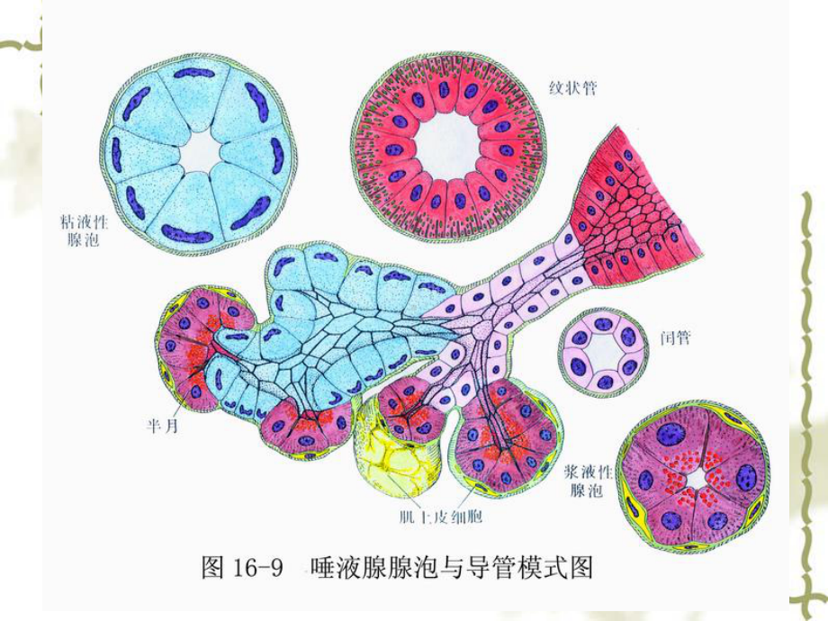 实验8-消化腺呼吸系统的观察-组织学与胚胎学实验课件.ppt_第3页