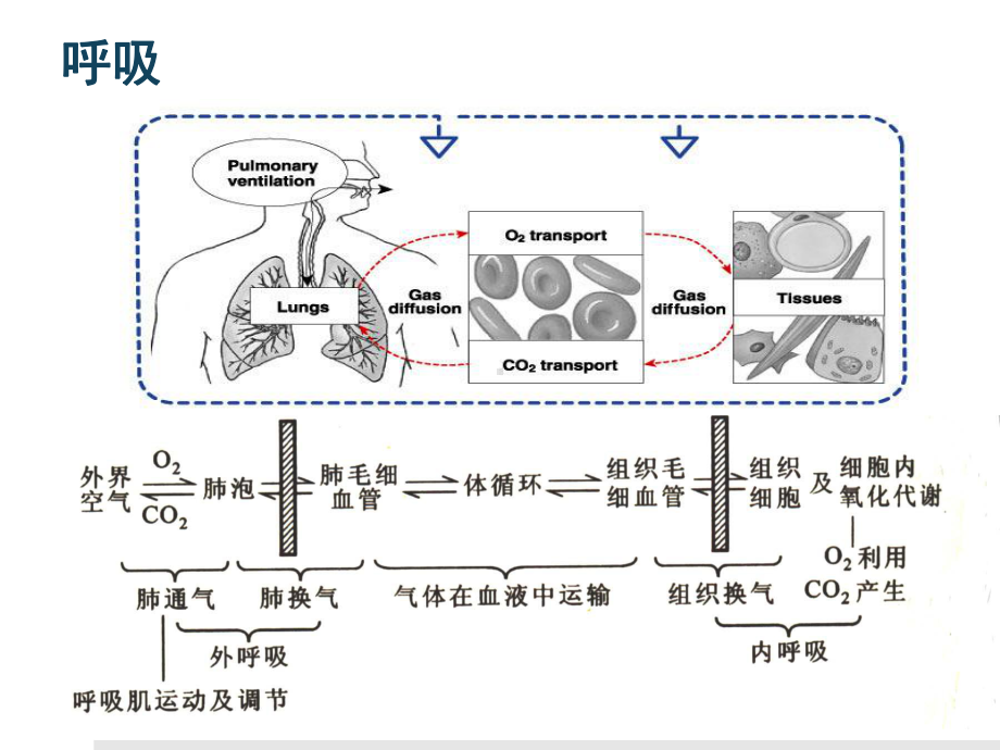 围术期呼吸道管理ppt课件.ppt_第2页