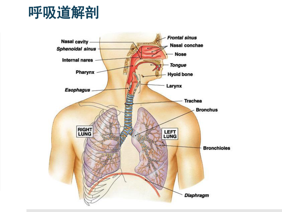 围术期呼吸道管理ppt课件.ppt_第3页