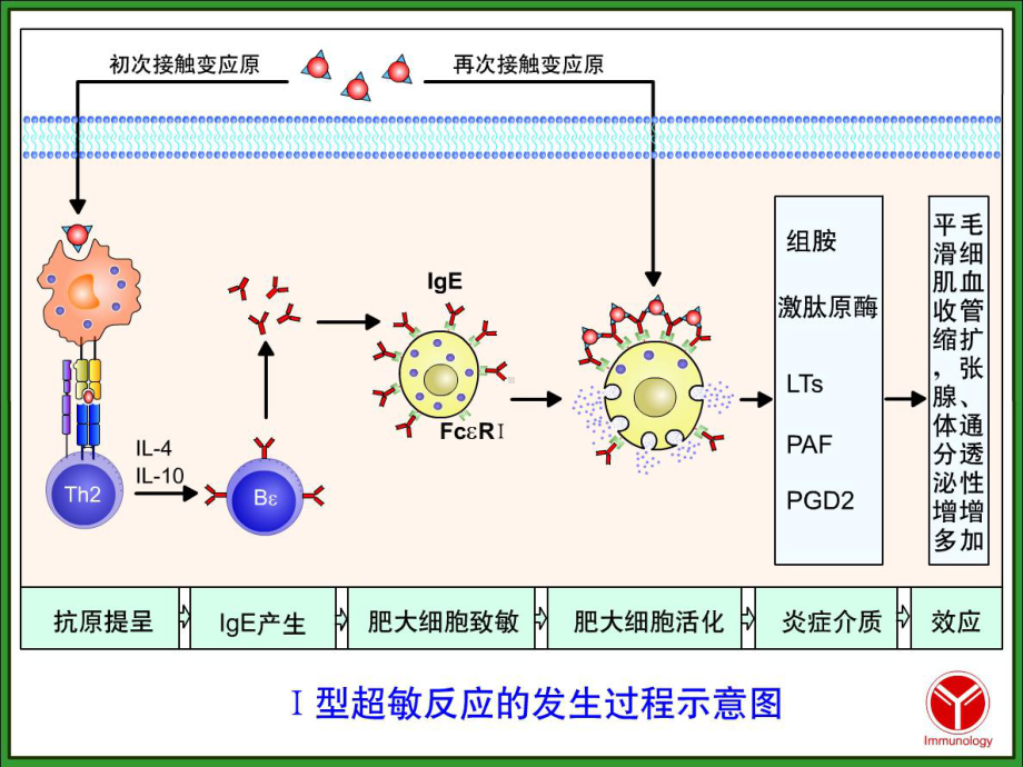 成人支气管哮喘诊断及规范化治疗课件.ppt_第3页