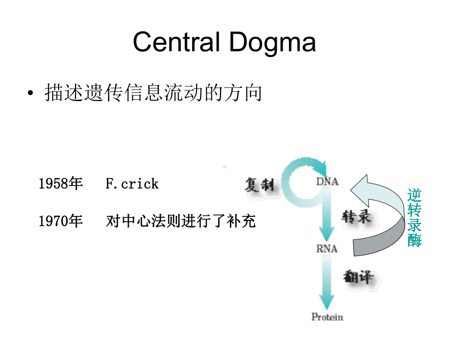 拓扑异构酶Ⅱ切断DNA分子两股链-生物化学与分子生物学课件.ppt_第2页