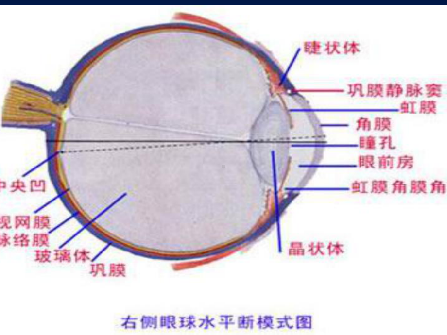 感觉器官概述与眼课件.ppt_第3页