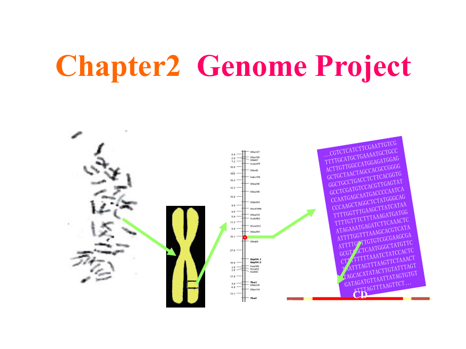 本科课件-生物信息学(完整).ppt_第1页