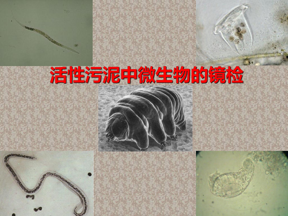 显微镜的使用和污泥生物相观察课件.ppt_第1页