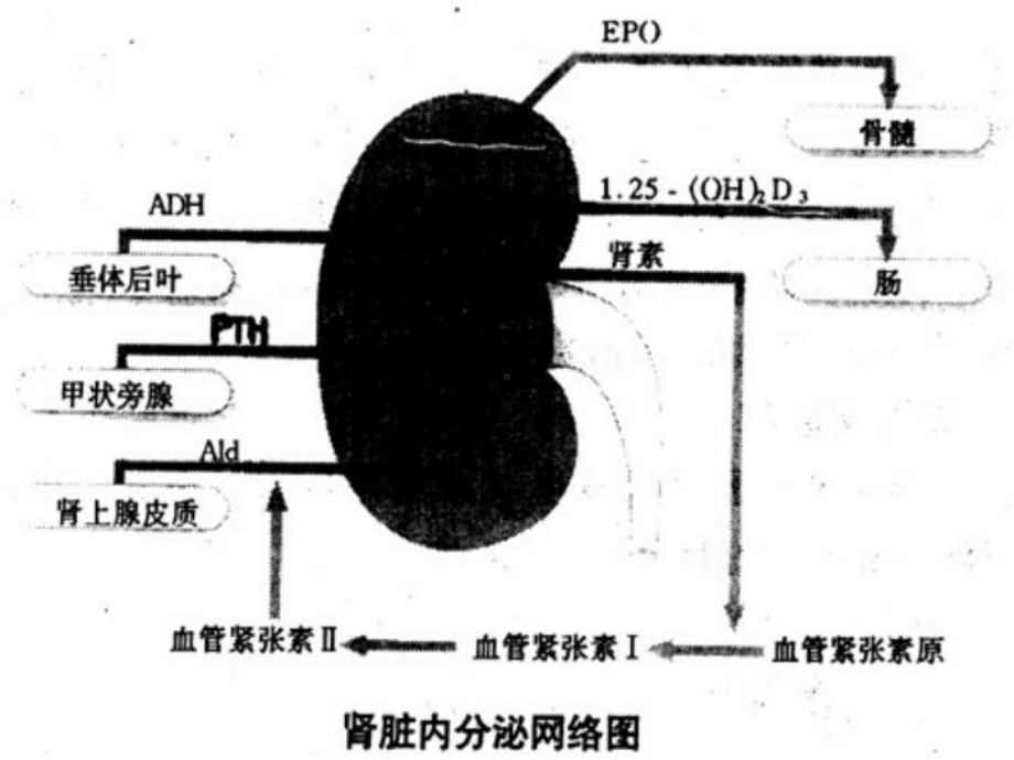 故能较好地反映肾小球滤过率GFR课件.ppt_第3页