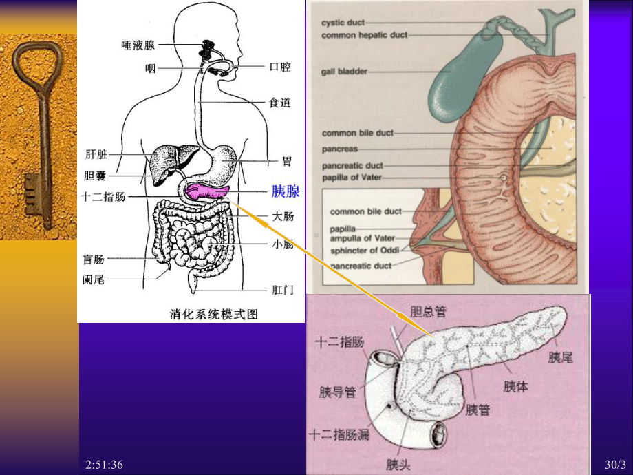 急性胰腺炎AcutePancreatitis-课件.ppt_第3页