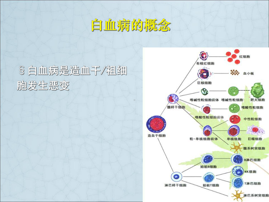 急性白血病的诊断分型和预后Ppt课件.pptx_第2页