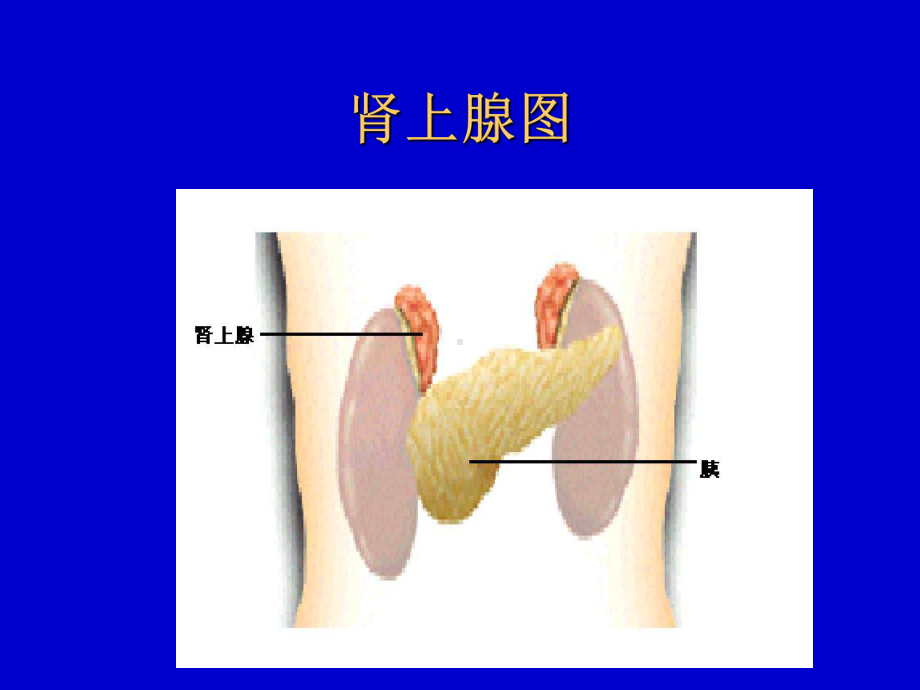 拟肾上腺素药课件.ppt_第3页