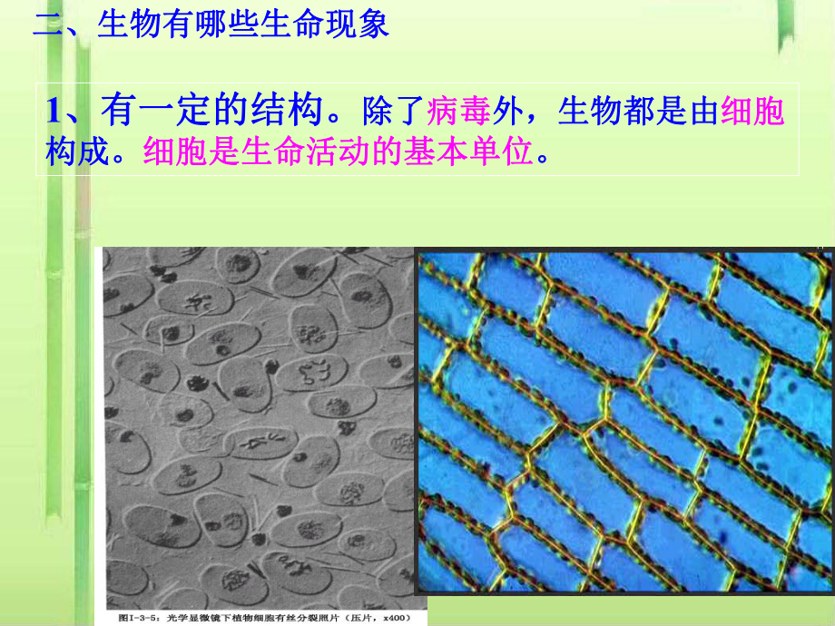 我们周围的生物PPT课件-苏教版.ppt_第2页