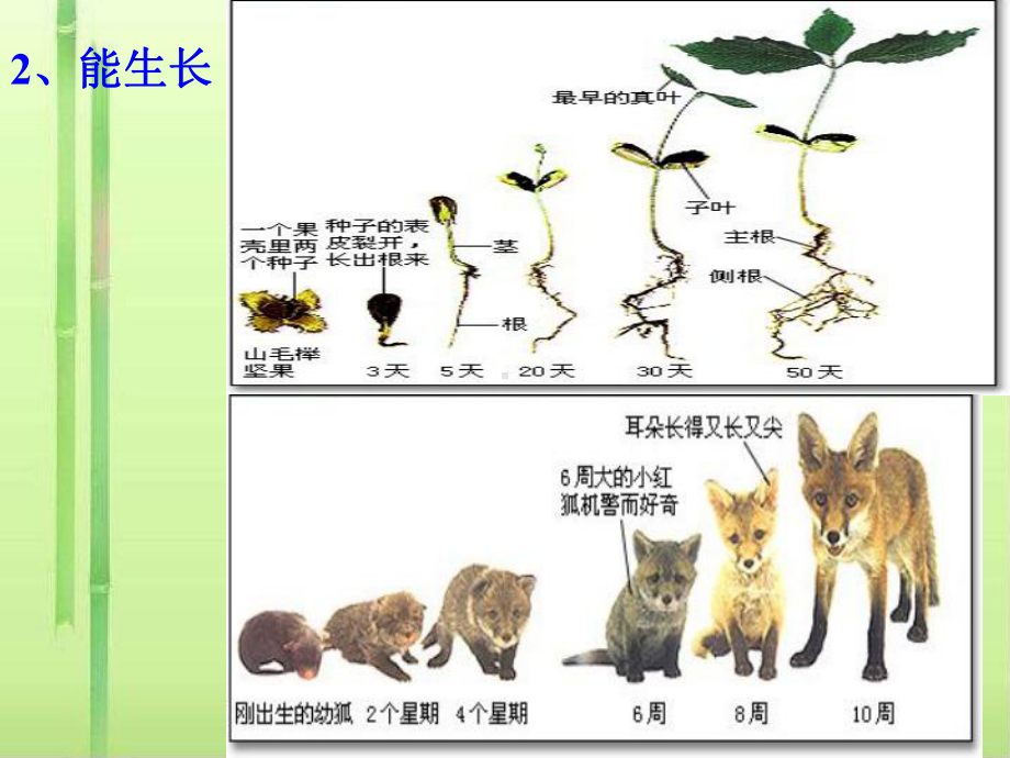 我们周围的生物PPT课件-苏教版.ppt_第3页