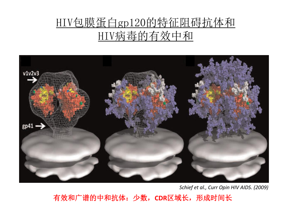 暴露前使用长效抗病毒药物或抗体来预防HIV感染课件.pptx_第2页