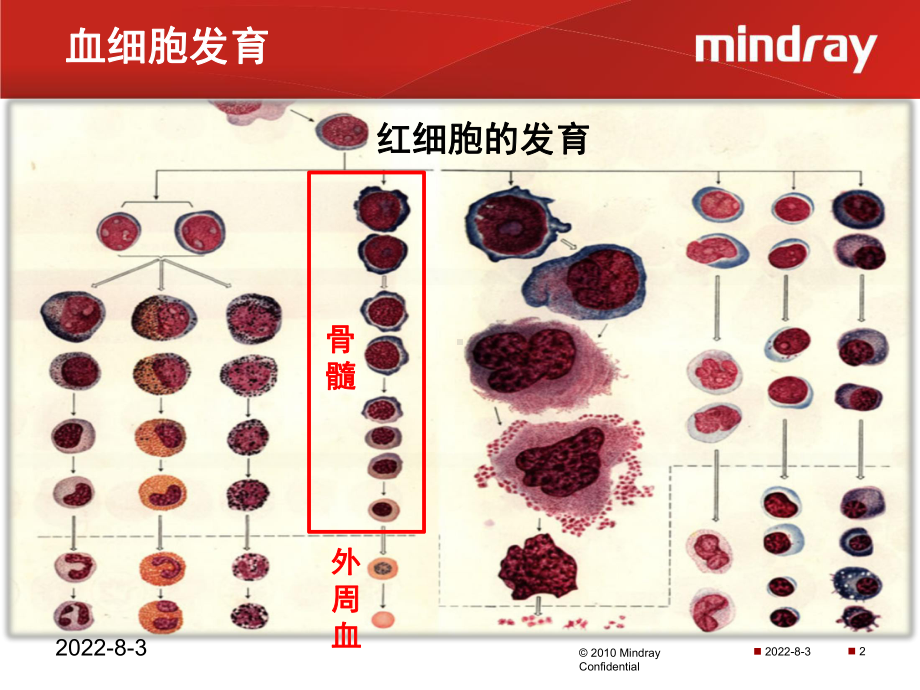 有核红细胞的临床应用V1.0-精选课件.pptx_第2页