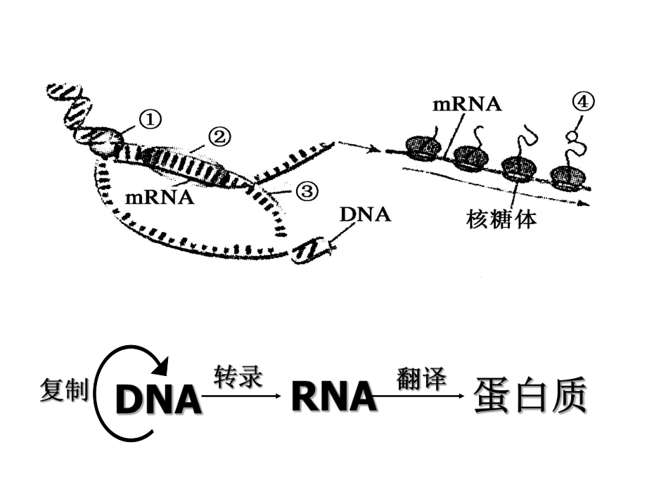 必修2-第四章基因对性状的控制(一轮复习课)课件.ppt_第3页