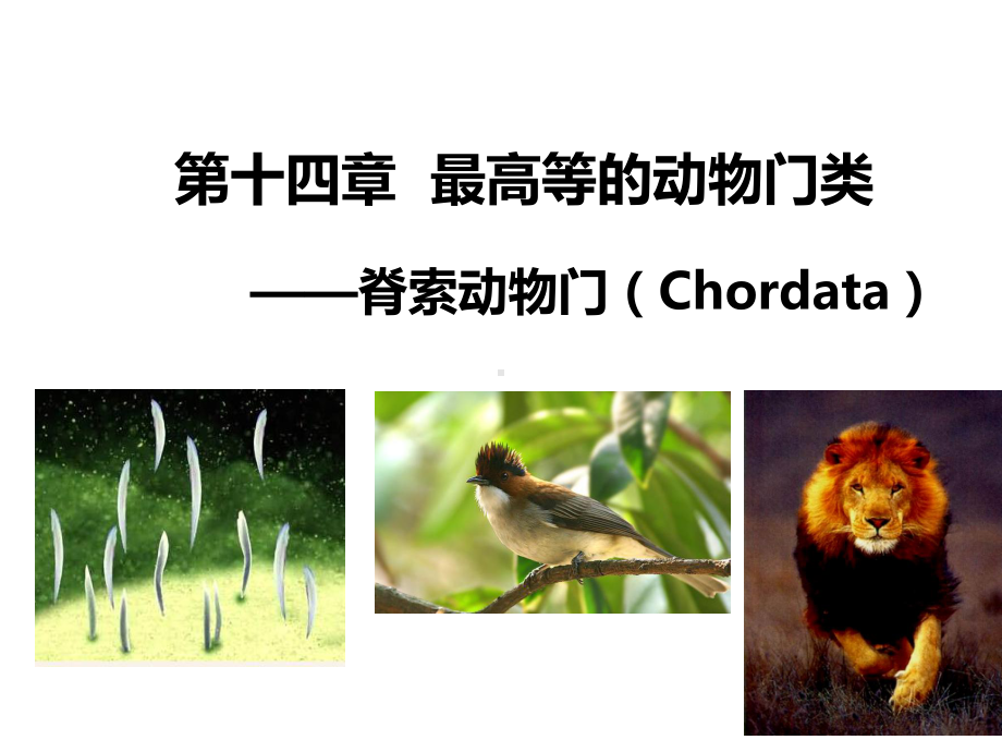 普通动物学第14章脊索动物门课件.ppt_第1页