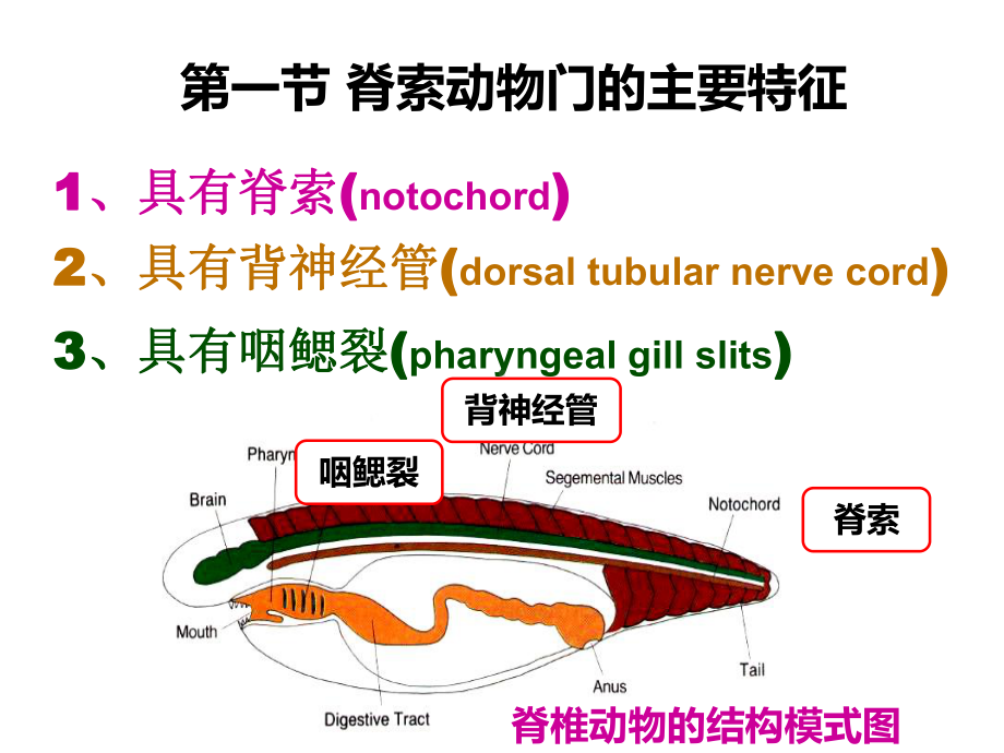 普通动物学第14章脊索动物门课件.ppt_第2页