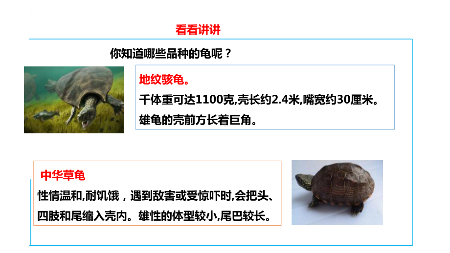 第四单元 活动3《养乌龟》（ppt课件）粤教版四年级上册综合实践活动.pptx_第3页