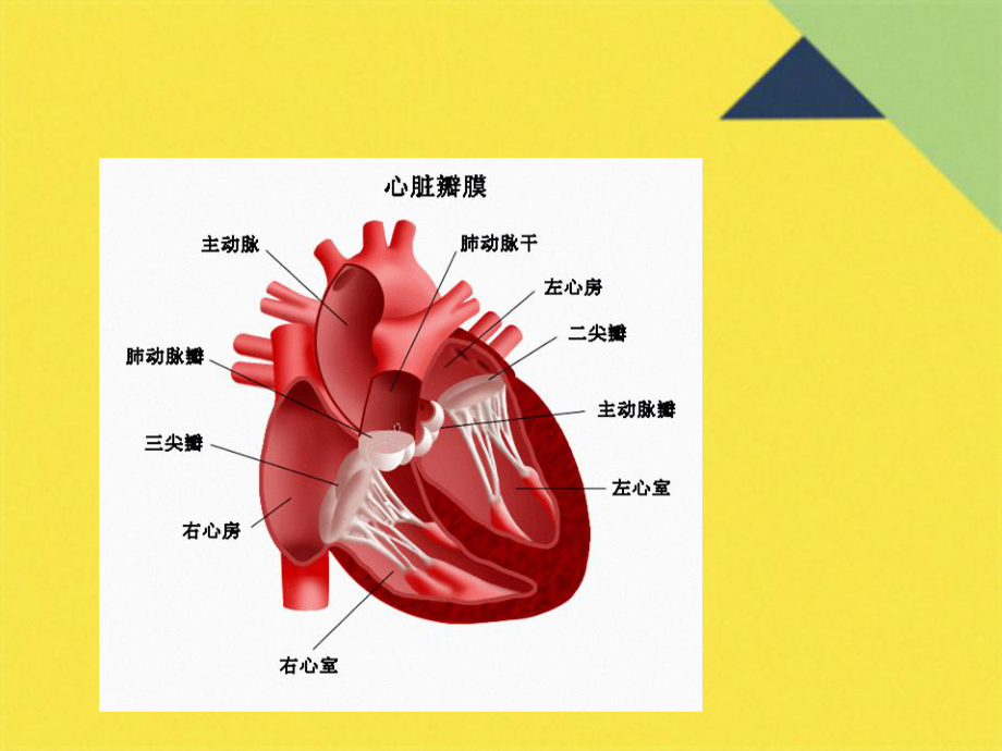 心脏瓣膜置换术后的护理(共21张PPT)课件.pptx_第3页