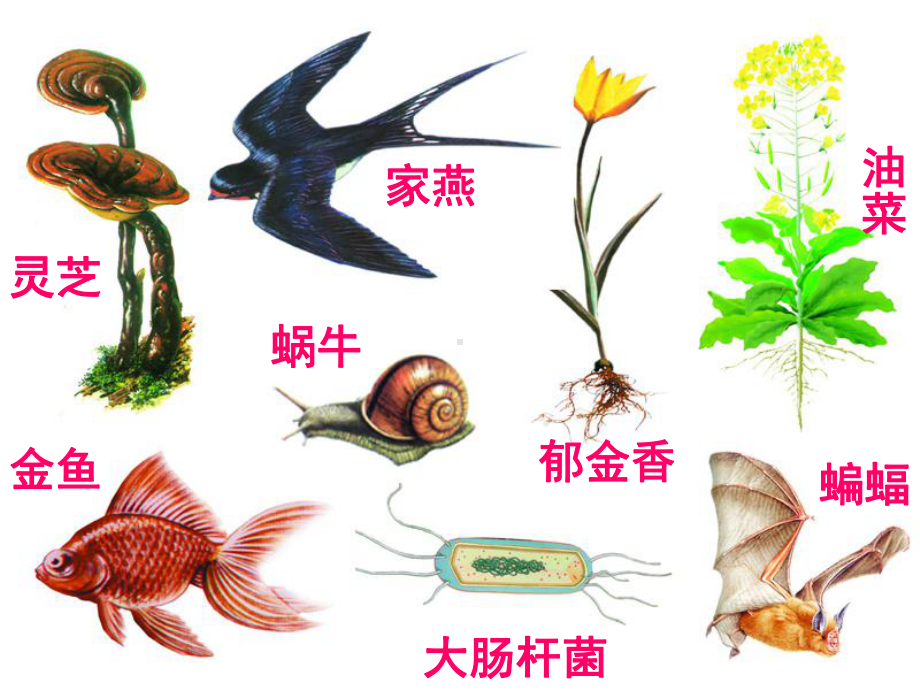 生物下册-生物命名和分类(第二课时)课件-苏科版.ppt_第3页