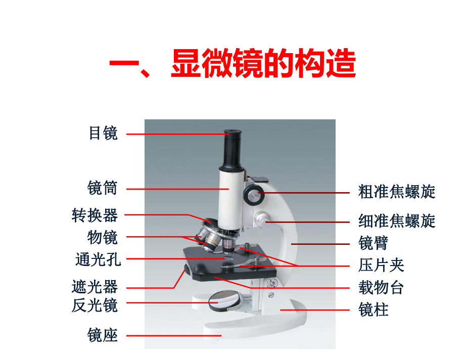 济南版生物学的研究工具-第一课时课件.ppt_第2页