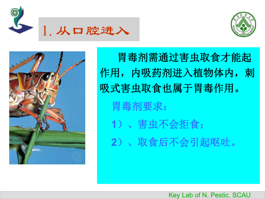 第三章杀虫杀螨剂课件.ppt_第3页