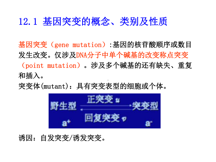 第12章-基因突变-遗传学课件.ppt_第2页