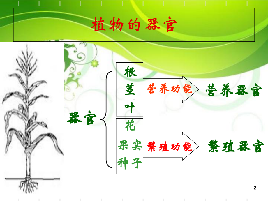 根的形态结构和功能上课讲义课件.ppt_第2页