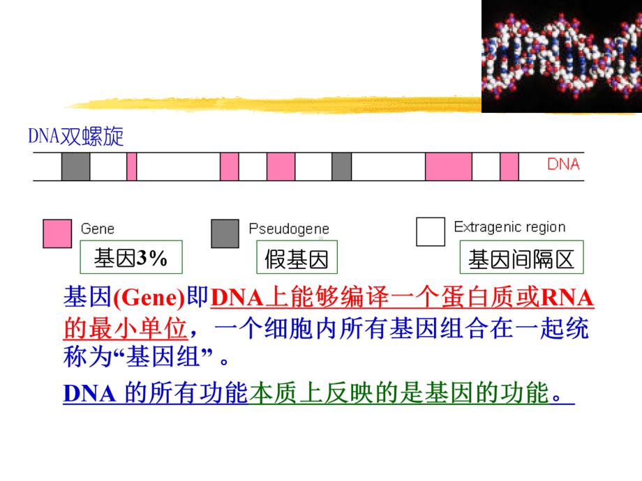 第三章-环境工程菌遗传改造及应用-课件.ppt_第2页