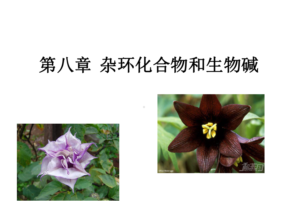 杂环化合物和生物碱-有机化学课件.ppt_第1页