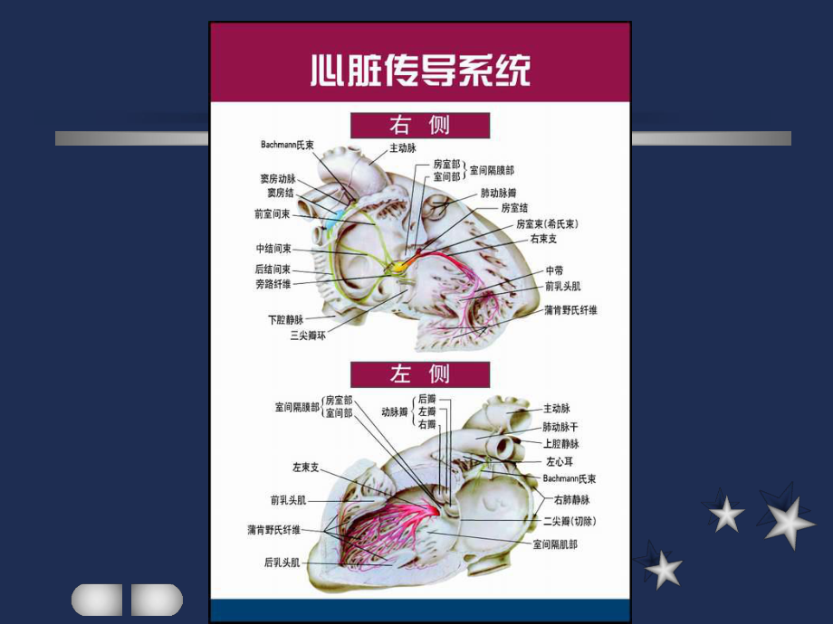 窦性心律失常课件.ppt_第1页