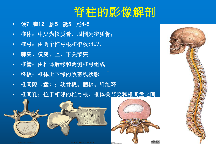 椎间盘改变在脊柱病变鉴别中的作用课件.ppt_第2页