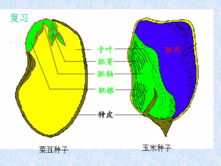 种子萌发的条件PPT课件2-课件.ppt_第2页