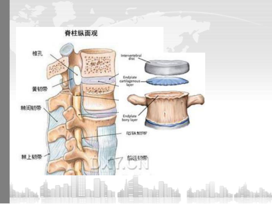 椎体终板炎-PPT课件.ppt_第3页