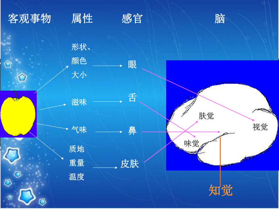 皮层下中枢课件.ppt_第3页