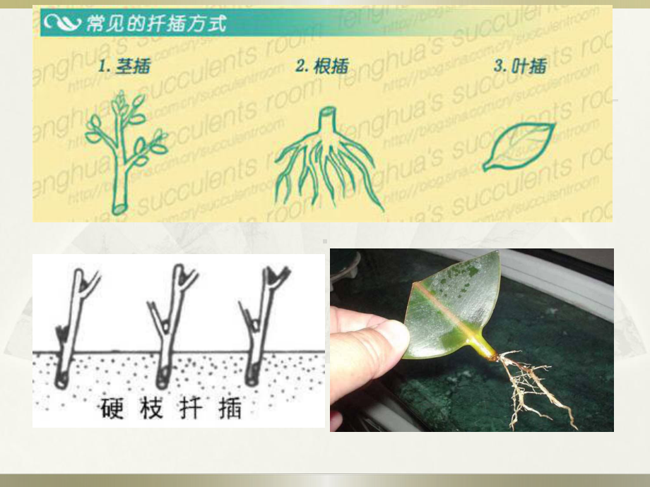 科技探索之路-细胞工程的发展历程课件.pptx_第2页