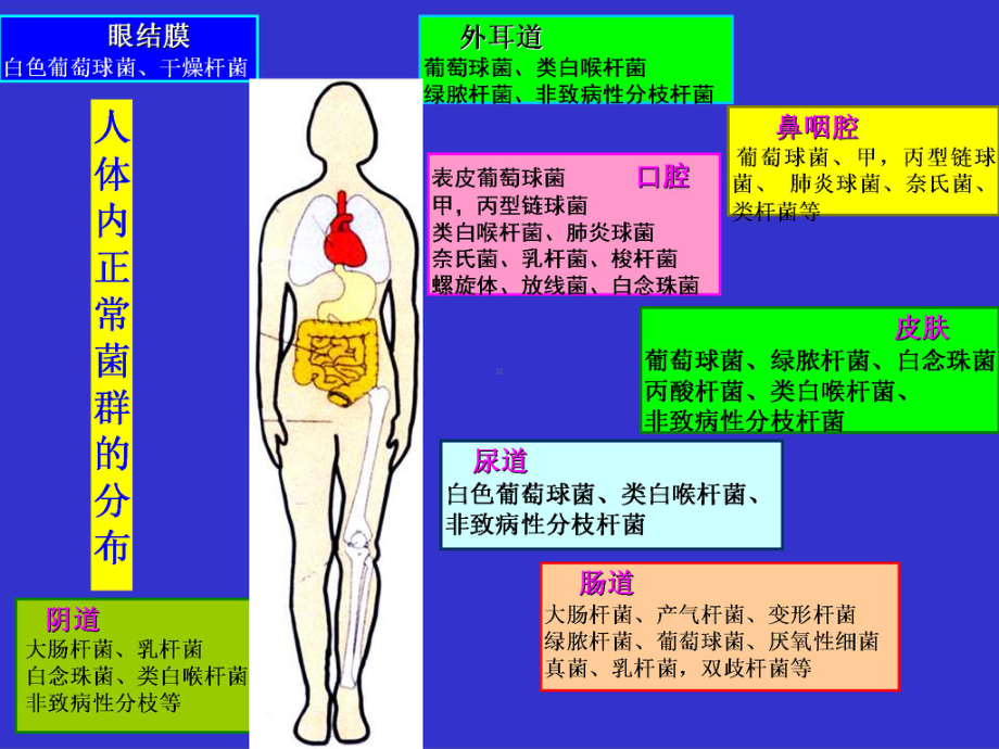 条件致病性感染课件.ppt_第3页