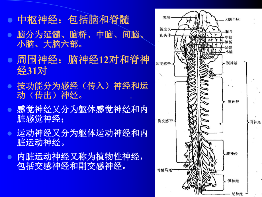 第十章-神经系统-第一节-概述课件.ppt_第2页