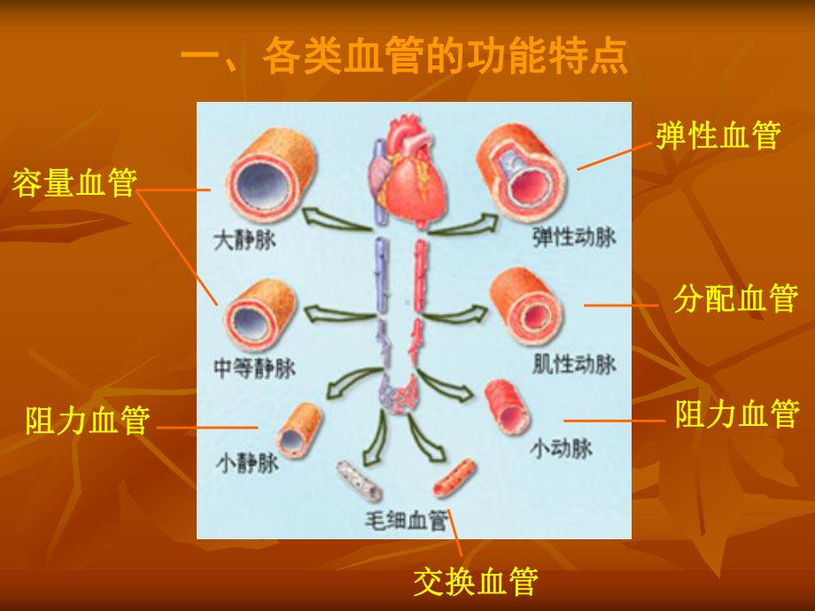 生理血液循环(精品PPT)课件.ppt_第2页