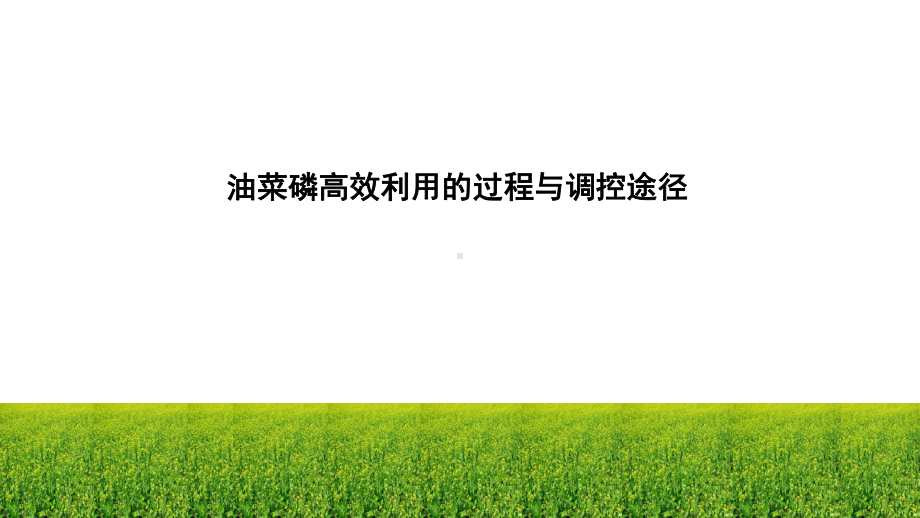 油菜磷高效利用的过程与调控途径课件.pptx_第1页