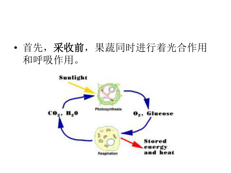 第二章-果蔬采后的基本生理活动之呼吸作用课件.ppt_第3页