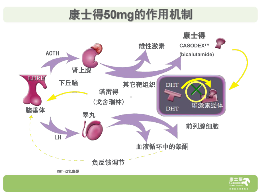 泌尿-康士得50mg-抗雄药物的首选课件.ppt_第3页