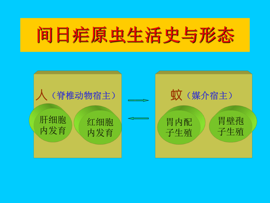 疟原虫生活史课件.ppt_第3页