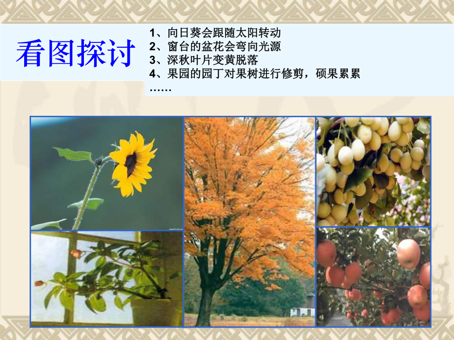 植物生长素的发现全面版课件.ppt_第3页